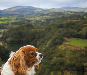 Dog looking away on mountain