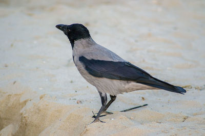 Close-up of a bird