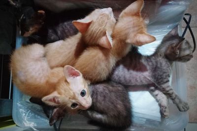 High angle view of cats relaxing