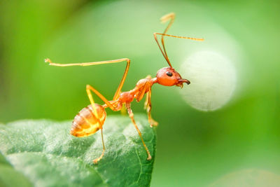 Close-up of insect on leaf