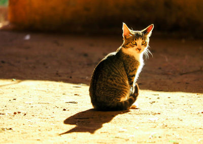 Portrait of cat sitting on floor