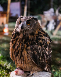 Close-up of owl perching outdoors