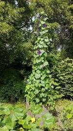 Flowering plants and trees in park