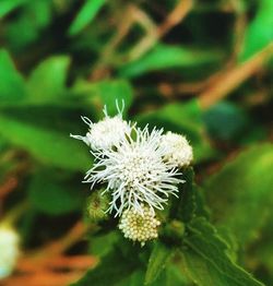 Close-up of white flowers