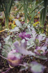 Close-up of insect on purple flowering plant