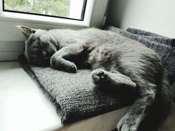 Cat sleeping on tiled floor