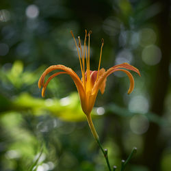 Close-up of flower growing in garden