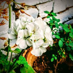 Close-up of white flowers blooming outdoors