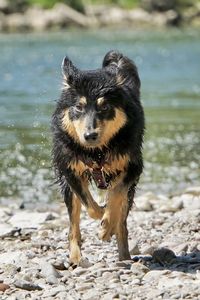 Portrait of dog standing on beach