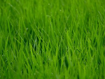 Full frame shot of grass growing in field