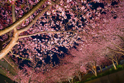 Close-up of pink cherry blossoms in spring