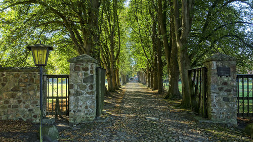 Footpath amidst trees in park