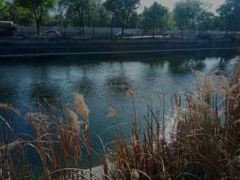 Scenic view of lake with trees in background