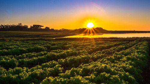 Scenic view of field against sky during sunset