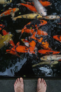 Low section of person standing by koi carps swimming in pond