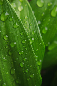 Close-up of wet leaves on rainy day