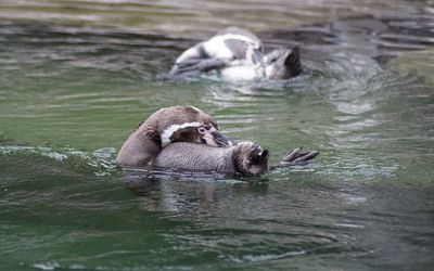 Pinguins swimming in lake