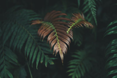 Close-up of palm leaves