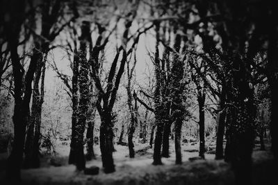 Snow covered trees in forest