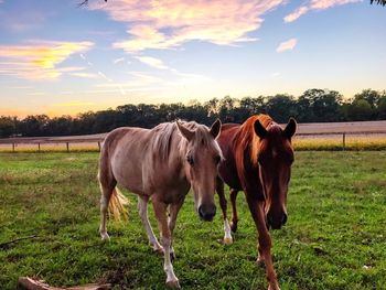 Horses standing on field against sky