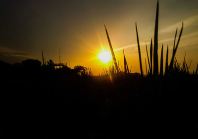 Silhouette plants against sky during sunset