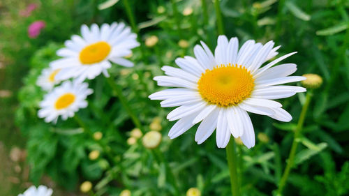 Close-up of white daisy flowers on field