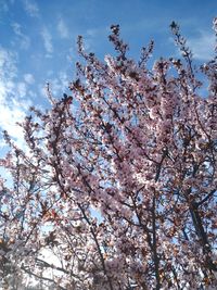 Low angle view of cherry blossoms against sky