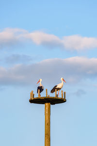 Low angle view of seagulls perching on wooden post against sky