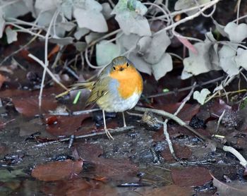 High angle view of bird perching on plant