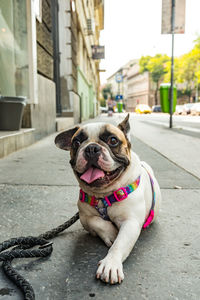 French bulldog sitting in budapest city