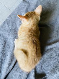 High angle view of cat relaxing on floor