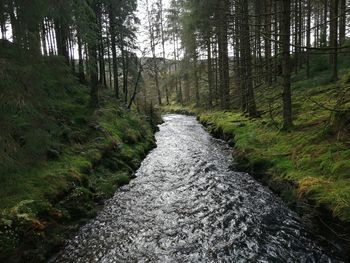 Stream along trees in forest