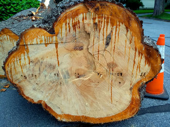 Close-up of tree stump