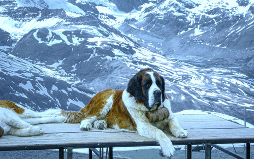 Dog on snow