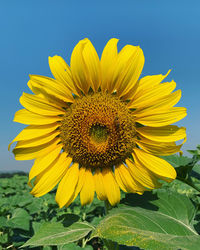 Close-up of sunflower