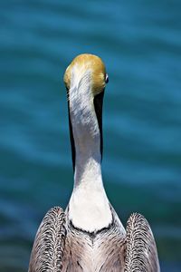 Close-up of bird against lake