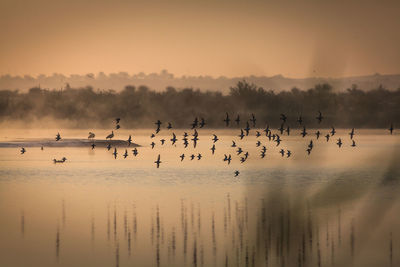 Silhouette birds flying over lake against sky during sunset