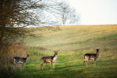 Horses in a field