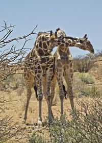 View of giraffe on field against sky