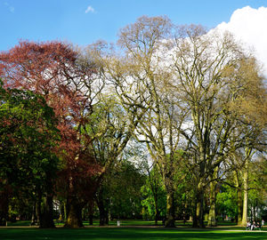 Trees in park