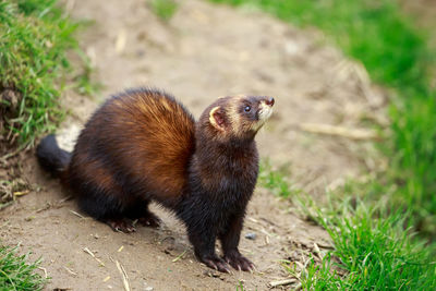 Close-up of ferret on field