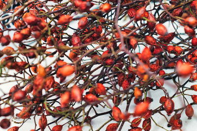 Full frame shot of red berries on tree