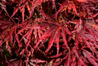 Close-up of red maple leaves