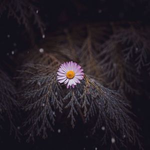 Daisy flower plant in the garden