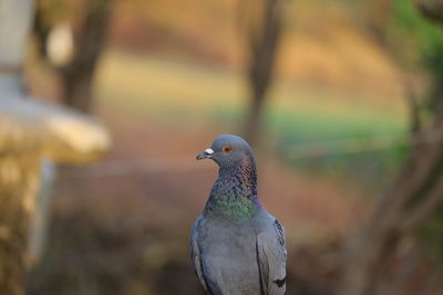 Close-up of pigeon perching on a land