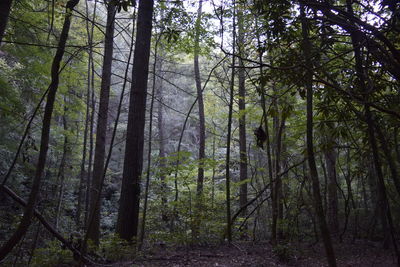 View of trees in forest