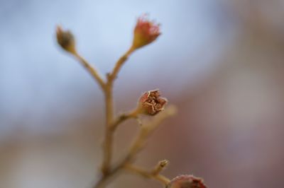 Close-up of wilted flower bud