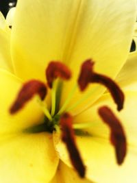 Close-up of day lily blooming outdoors