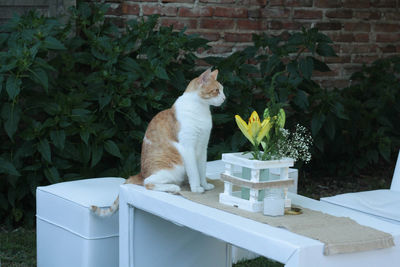 Cat sitting by plants