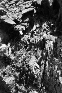 High angle view of moss growing on tree trunk